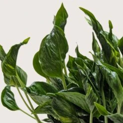 Pothos 'Shangri La' 9 Pothos 'Shangri La' -House Plant Shop 6 POTHOS SHANGRI LA 2 0fb011f8 c021 403d 9d21 435b3596dc6c