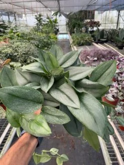 Scindapsus 'Moonlight' -House Plant Shop 6 SCINDAPSUS MOONLIGHT TEMP 11.7.23