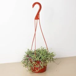 String Of Rubies - 6" Pots
