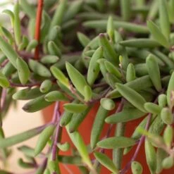 String Of Rubies - 6" Pots -House Plant Shop 6 SENECIO STRING.OF .RUBIES 2