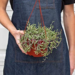 String Of Rubies - 6" Pots -House Plant Shop 6 SENECIO STRING.OF .RUBIES 3