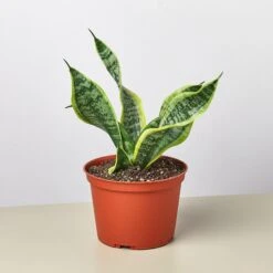 Snake Plant 'Twist' -House Plant Shop 6 SNAKE Twist
