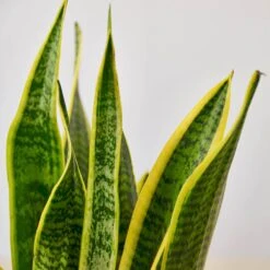 Snake Plant 'Laurentii' -House Plant Shop 6 SNAKE LAURENTII 2
