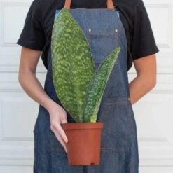 Shark Fin Snake Plant -House Plant Shop 6 SNAKE SHARK.FIN 3