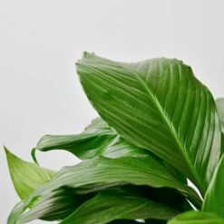 Spathiphyllum 'Peace Lily' -House Plant Shop 6 SPATHIPHYLLUM GREEN 2