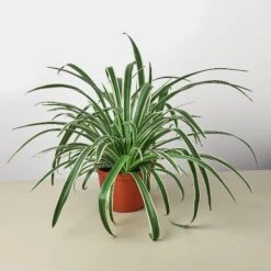 Spider Plant 'Reverse' -House Plant Shop 6 SPIDER REVERSE 1NEW
