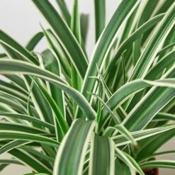 Spider Plant 'Reverse' -House Plant Shop 6 SPIDER REVERSE 2NEW