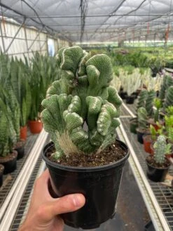 Succulent Cereus Coral Green -House Plant Shop 6 SUCC CEREUS CORAL.GREEN TEMP 6.12.24
