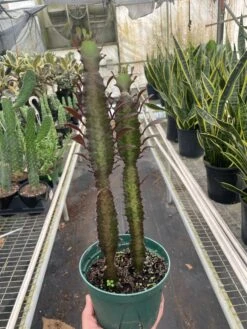 Succulent Euphorbia 'Trigona Rubra' -House Plant Shop 6 SUCC EUPHORBIA RED.TRIGONA TEMP 2.12.24