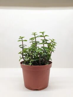 Succulent 'Elephant Bush' 10 Succulent 'Elephant Bush' -House Plant Shop 6 SUCC PORTULACARIA ELEPHANT.BUSH