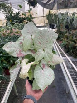 Syngonium 'Milk Confetti' -House Plant Shop 6 SYNGONIUM MILK.CONFETTI TEMP 10.14.24
