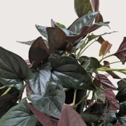 Syngonium 'Red Arrow' -House Plant Shop 6 SYNGONIUM RED.ARROW 2.1