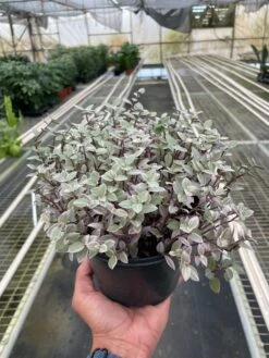 Tradescantia Callisia 'Pink Panther' -House Plant Shop 6 TRADESCANTIA PINK.PANTHER TEMP