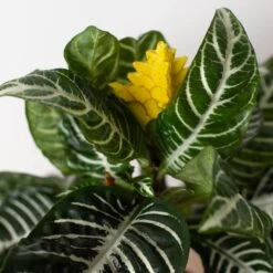 Zebra 'Aphelandra' -House Plant Shop 6 ZEBRA APHELANDRA 2