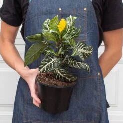 Zebra 'Aphelandra' -House Plant Shop 6 ZEBRA APHELANDRA 3