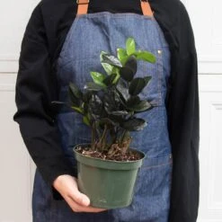 ZZ Zamioculcas 'Black Queen' -House Plant Shop 6 ZZ BLACK RAVEN 3 de04daf2 121a 40ba a7a3 b2cec7faa211