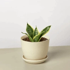 Snake Plant 'Laurentii Dwarf' -House Plant Shop 6inchPLASTICPOT LaurentiiDwarf