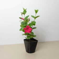 Dipladenia Premier Hot Pink