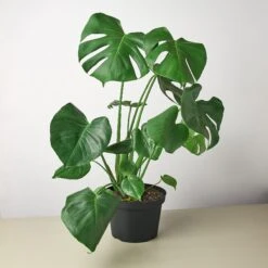 Monstera 'Split-Leaf' -House Plant Shop 8 MONSTERA 1