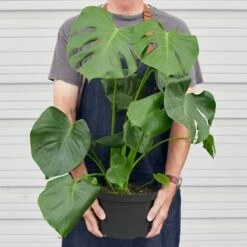 Monstera 'Split-Leaf' -House Plant Shop 8 MONSTERA 3