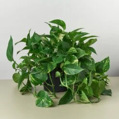 Pothos 'Golden' -House Plant Shop 8 POTHOSGOLDEN 1