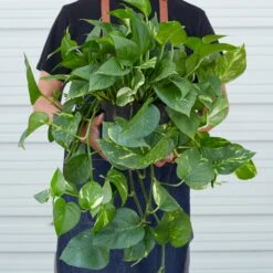 Pothos 'Golden' -House Plant Shop 8 POTHOSGOLDEN 3