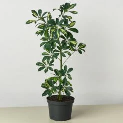 Schefflera 'Variegated' -House Plant Shop 8 VARIGATEDSHEFLERA 1