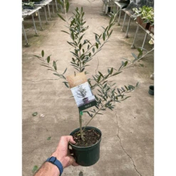 Common Olive Tree (Olea Europaea) 5 Common Olive Tree (Olea Europaea) -House Plant Shop 84847c76 a9a4 4dcb 8f0d 0b50d16f9733