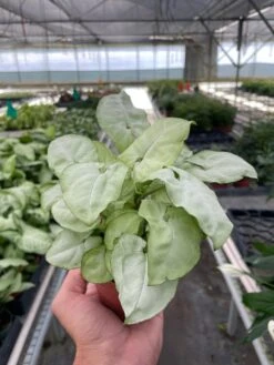 Syngonium 'Moonshine' -House Plant Shop 882ff4cd 7701 4142 a458 80cee5f2ded8