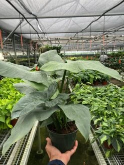 Philodendron 'Silver Sword' -House Plant Shop 88a3f3bc cbd2 4e3c a79d 5bc67b7c7924