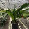 Aspidistra 'Cast Iron'