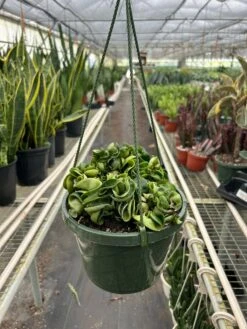 Hoya Rope Plant -House Plant Shop 8 HOYA ROPE TEMP 3.12.24 d6d99bec 12e6 4b4d b2f7 c5b8314dd654