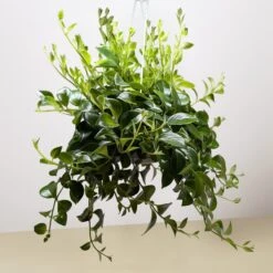 Lipstick Plant -House Plant Shop 8 LIPSTICK CLASSIC