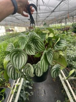 Peperomia 'Watermelon Variegated' -House Plant Shop 8 PEPEROMIA WATERMELON TEMP 6.28.24