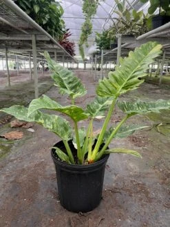 Philodendron 'Variegated Ring Of Fire ' -House Plant Shop 8 PHILODENDRON RING.OF .FIRE .VAR TEMP 10.14.24