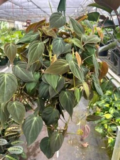 Philodendron 'Velvet' -House Plant Shop 8 PHILODENDRON VELVET TEMP 3.12.24