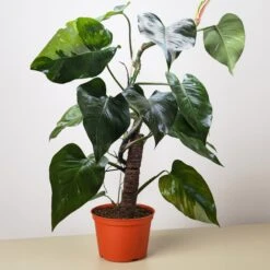 Philodendron 'White Princess' -House Plant Shop 8 PHILODENDRON WHITE.PRINCESS