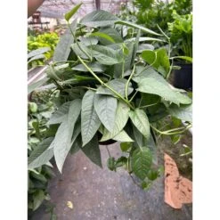 Pothos 'Cebu Blue' -House Plant Shop 8 POTHOS CEBU.BLU TEMP 3.12.24 3b0d127d 5c61 4482 8964 a3f34b28574f