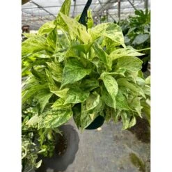 Pothos 'Marble Queen' -House Plant Shop 8 POTHOS MARBLE.QUEEN TEMP 3.12.24