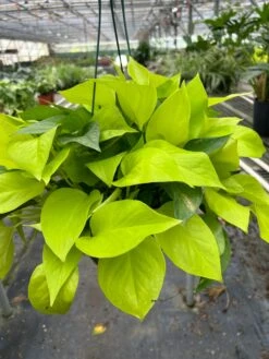 Pothos 'Neon' -House Plant Shop 8 POTHOS NEON TEMP 3.12.24