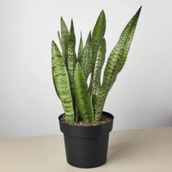 Snake Plant 'Zeylanica' -House Plant Shop 8 SNAKE ZEYLANICA 1