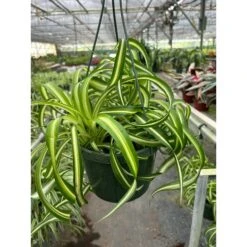 Spider Plant 'Bonnie' 18 Spider Plant 'Bonnie' -House Plant Shop 8 SPIDER BONNIE TEMP 3.12.24