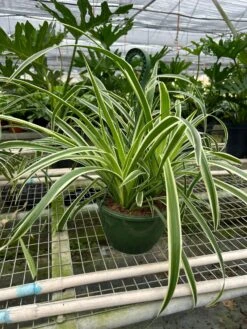 Spider Plant 'Reverse' -House Plant Shop 8 SPIDER REVERSE TEMP 3.12.24