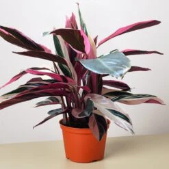 Stromanthe 'Triostar' -House Plant Shop 8 STROMANTHE TRIOSTAR 1 b59bf1c5 f72e 4779 93c2 280c46a1bcd7