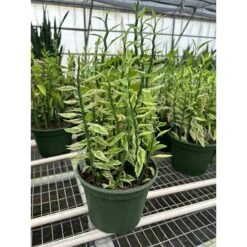 Variegated Devil's Backbone Euphorbia -House Plant Shop 8 SUCC EUPHORBIA DEVILS.BACKBONE TEMP 3.12.24