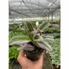 Tradescantia 'Nanouk'