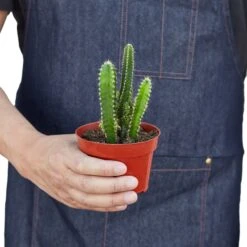 Fairy Castle Cactus -House Plant Shop 991541ab 54e7 5baa ba5b 3b45e8fddd7d