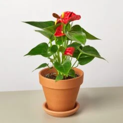 Anthurium 'Red' -House Plant Shop AnthuriumRed TerraCotta
