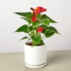 Anthurium 'Red' -House Plant Shop AnthuriumRed WhiteRound