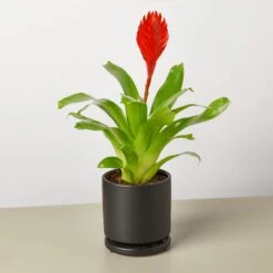 Bromeliad 'Christiane' 8 Bromeliad 'Christiane' -House Plant Shop Bromeliad Christiane black round